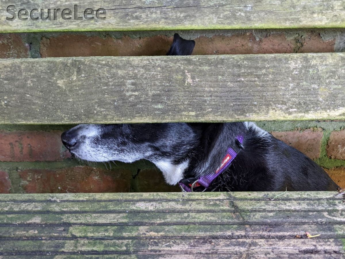 Amy, a black and white border collie, wearing a purple collar, sitting side on (visible from the shoulders up). Obscured by three horizontal pieces of wood (the back of a bench) as if hiding but not successfully!